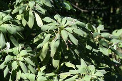 Impatiens hensloviana
